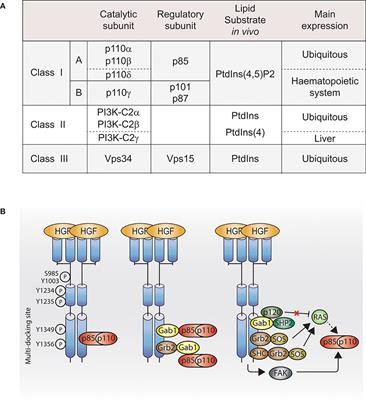 The Role of PI3K in Met Driven Cancer: A Recap